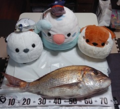 海で遊部日記 念願叶った!まさにめで鯛! 大きな真鯛を捌いてみた。