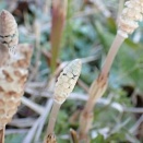 スギナ（つくし）