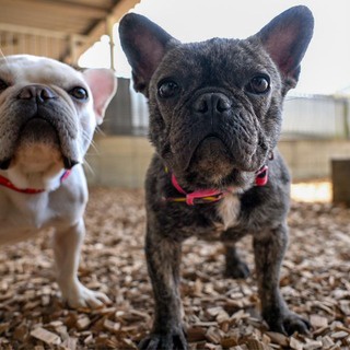 NPO法人ペット里親会