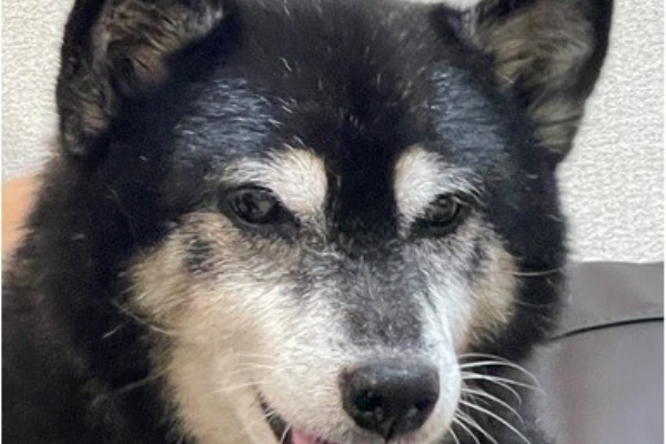 柴犬アトム🌈・黒柴アラレの日々是好日