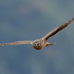 kita-papa のFF日記