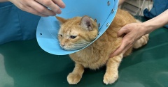 猫が慢性腎臓病ステージ3と言われたのに数値が正常に戻った話　【中編】