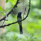 『投稿：BORG107FLによるサンコウチョウ5態　2024/08/03』の画像