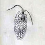 Chilomonas paramecium 　クリプトモナス目