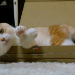 ライライ参上！