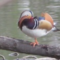 冬の終わりから春にかけての鳥や花　白い妖精の春バージョンにも遭遇