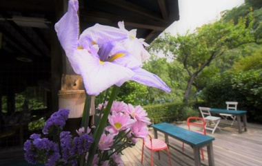 『明月院ブルー　５　「あっ！」』の画像