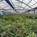 石垣島2月のときわマンゴー農園