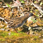 野鳥の観察を都内で