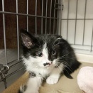 里親さんを待ってる猫たち(1/12)