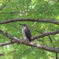 野鳥雀鷹（ツミ）の幼鳥を撮る20🦅📸（太田市）