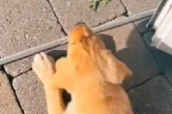 子犬にヤギが頭突きをしていた うちのわけぇもんに手ぇ出すヤツはどいつだ 犬組の親分 登場です 猫の動画 ねこわん