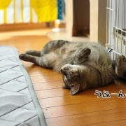 脳内子猫化が進む
