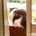 猫に小判を与えたら。 埋蔵金:千九百弐拾四両 行きはせずぅ居るには居るぅがぁ・・・。