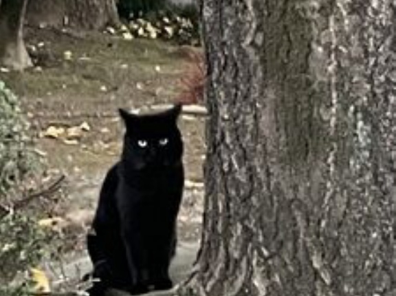 箭弓神社の黒猫さん