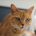 湘南凸凹柴WAN日記