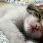 ねこかます