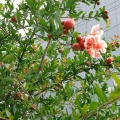 花ザクロが今年は満開です