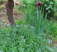 さあ咲きますぞ～の花たち(^^♪