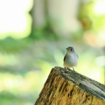 カメラ大好きおやじの野鳥と自然風景フォトアルバム