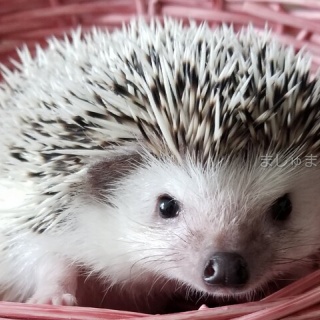 ハリネズミましゅまるのいっぽいっぽ