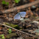 瞬く - スギタニルリシジミ【2026年4月 神奈川県】