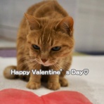 湘南凸凹柴WAN日記