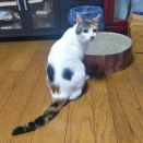 出汁鶏ハムをピカタに