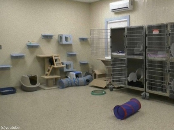 カナダの保護施設で異例事態「動物が1匹もいなくなってしまった」→うれしい理由だった