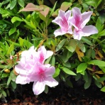 京都❤山里に暮らす