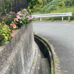　落合桜　パリの風