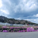 『芝桜と臥竜梅』の画像