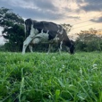 フィールド・オブ・ドリームス　　乳と蜜の流れる地