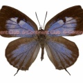 アベランスムラサキシジミ♀ (タイ) Arhopala aberrans aberrans