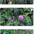 薬師池公園