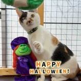 『ハッピーハロウィン✨魔女とご対面🧙♀️🐈⬛』の画像
