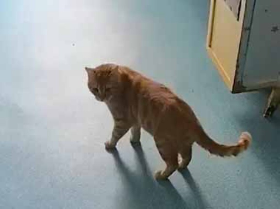 ゴミ箱にすっぽりゴミ袋を入れたい。そんな時は任せなさい → 猫に手伝ってもらいました…