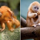 ブラジル人「お前らの国で最もキュートな動物を見せてくれ」