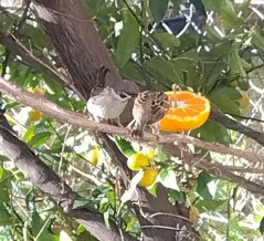 楽しみな「新しいテレビ」：何とか無欠席だったけど…