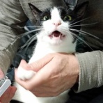 ボルゾイな生活