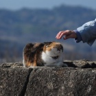 『吾妻山公園の猫　2024/02/08』の画像