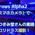 ハムオのパキポディウム実生日記