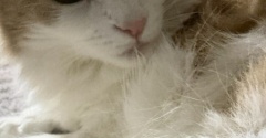 毛繕いの仕方は猫によって異なります