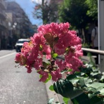 鼻から猫の毛