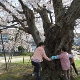 『【鷲崎】桜の下での再会』の画像