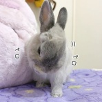 ブンチョ日誌