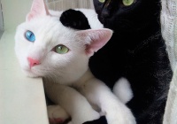 黒猫と白猫どっちが好き どっちも可愛すぎて選べないヘブン状態 猫画像18枚