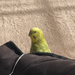 きゅるきゅるインコの日記