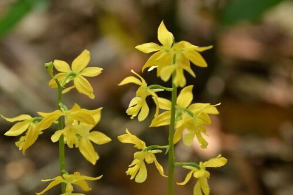 勝手に花言葉 徒然なるままに エビネ