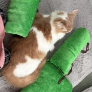 手作り猫ベッドがなかなか完成しない理由